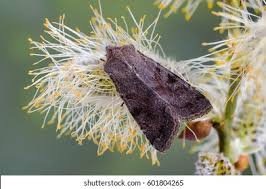 Attēlu rezultāti vaicājumam “Orthosia incerta”