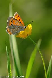 Attēlu rezultāti vaicājumam “Lycaena dispar”