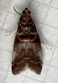 Attēlu rezultāti vaicājumam “Acrobasis advenella”