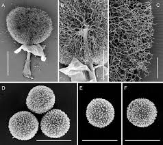 Attēlu rezultāti vaicājumam “Dianema nivale spores”