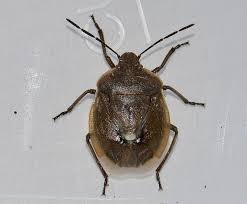 Attēlu rezultāti vaicājumam “Chlorochroa pinicola”