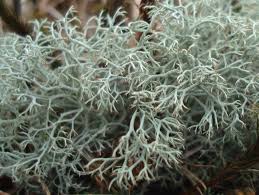 Attēlu rezultāti vaicājumam “Cladonia rangiferina”