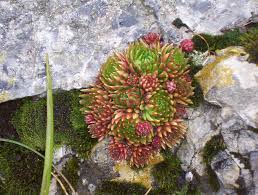 Attēlu rezultāti vaicājumam “Jovibarba globifera fruit”