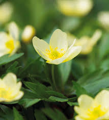 Attēlu rezultāti vaicājumam “Anemone x lipsiensis leaf”