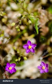Attēlu rezultāti vaicājumam “Spergularia rubra flower”