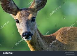 Attēlu rezultāti vaicājumam “Capreolus capreolus”