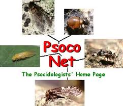 Attēlu rezultāti vaicājumam “Psocoptera”