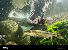 Image result for Ptychocheilus grandis