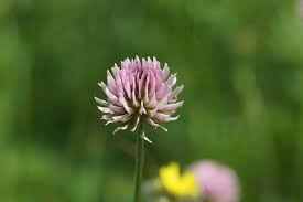 Attēlu rezultāti vaicājumam “Trifolium montanum flower”