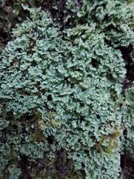 Attēlu rezultāti vaicājumam “Cladonia caespiticia”