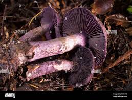 Attēlu rezultāti vaicājumam “Cortinarius violaceus”