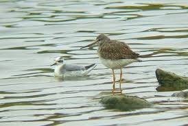 Attēlu rezultāti vaicājumam “Phalaropus fulicarius”