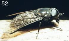 Attēlu rezultāti vaicājumam “Tabanidae”