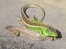 Attēlu rezultāti vaicājumam “Lacerta agilis”