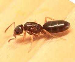 Attēlu rezultāti vaicājumam “Dianema nivale sessile”