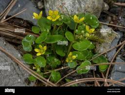 Attēlu rezultāti vaicājumam “Saxifraga cymbalaria”
