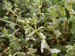 Attēlu rezultāti vaicājumam “Stellaria pallida”
