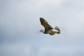Attēlu rezultāti vaicājumam “Numenius phaeopus adult”