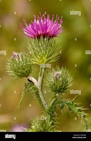 Attēlu rezultāti vaicājumam “Carduus crispus”