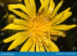 Attēlu rezultāti vaicājumam “Crepis paludosa”