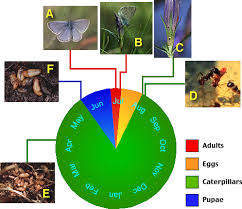 Attēlu rezultāti vaicājumam “Maculinea alcon eggs”