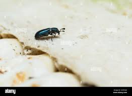 Attēlu rezultāti vaicājumam “Necrobia violacea”