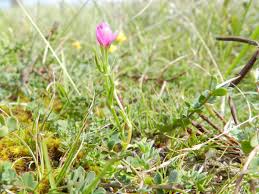 Attēlu rezultāti vaicājumam “Centaurium littorale flower”