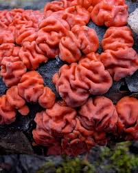 Attēlu rezultāti vaicājumam “Peniophora rufa”