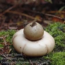Attēlu rezultāti vaicājumam “Geastrum fimbriatum”