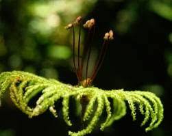 Attēlu rezultāti vaicājumam “Oxyrrhynchium hians var. rigidum”