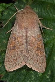 Attēlu rezultāti vaicājumam “Orthosia sp.”