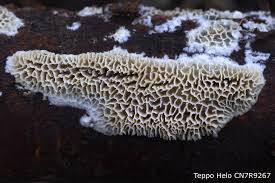 Attēlu rezultāti vaicājumam “Antrodia mellita”