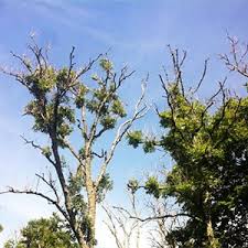 Attēlu rezultāti vaicājumam “Hymenoscyphus fraxineus”