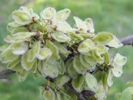 Attēlu rezultāti vaicājumam “Ulmus glabra fruit”