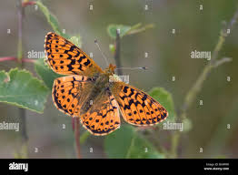 Attēlu rezultāti vaicājumam “Boloria aquilonaris underside”