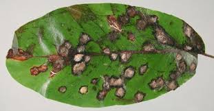 Attēlu rezultāti vaicājumam “Exobasidiales”