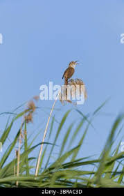 Attēlu rezultāti vaicājumam “Acrocephalus arundinaceus adult”