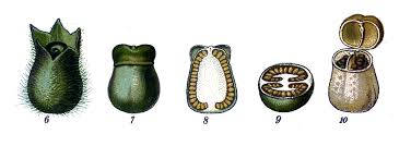 Attēlu rezultāti vaicājumam “Hyoscyamus niger fruit”