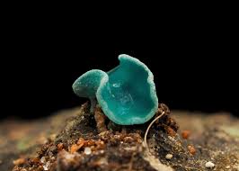 Attēlu rezultāti vaicājumam “Chlorociboria aeruginascens”