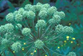 Attēlu rezultāti vaicājumam “Angelica palustris flower”