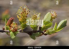Attēlu rezultāti vaicājumam “Salix myrtilloides leaf”