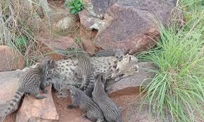 Image result for cat found