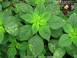 Attēlu rezultāti vaicājumam “Amaranthus retroflexus leaf”