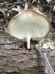 Attēlu rezultāti vaicājumam “Polyporus varius”