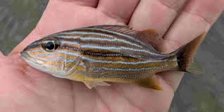 Image result for Haemulon sciurus