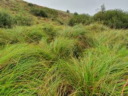 Attēlu rezultāti vaicājumam “Carex paniculata”