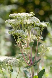 Attēlu rezultāti vaicājumam “Hylotelephium telephium leaf”