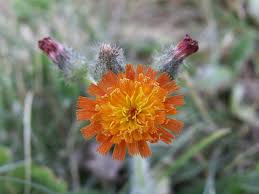 Image result for Hieracium aurantiacum