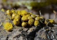 Attēlu rezultāti vaicājumam “Oligonema affine spores”