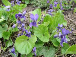 Attēlu rezultāti vaicājumam “Viola reichenbachiana”